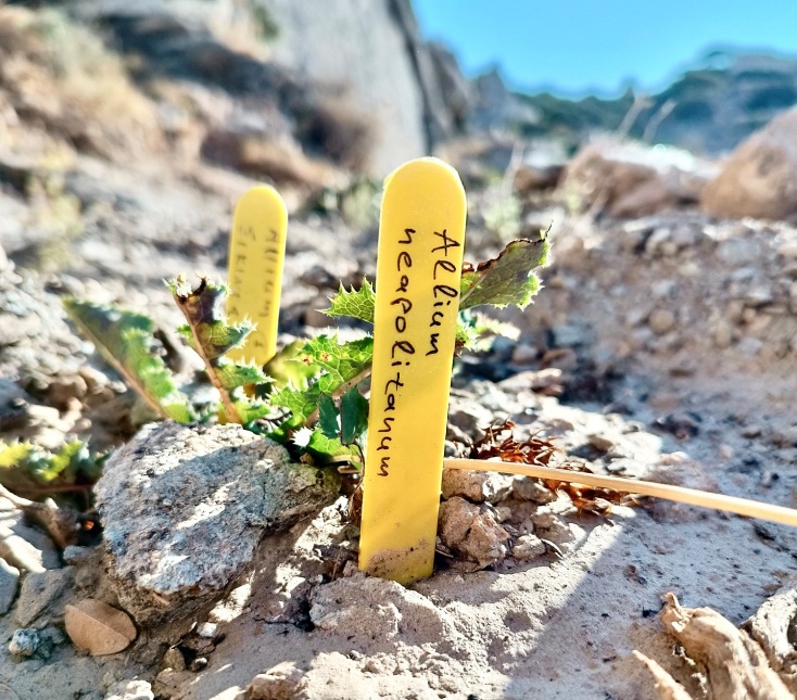 Ολοκληρώθηκαν δύο νέα προγράμματα του Cycladic Identity στη Σίκινο 