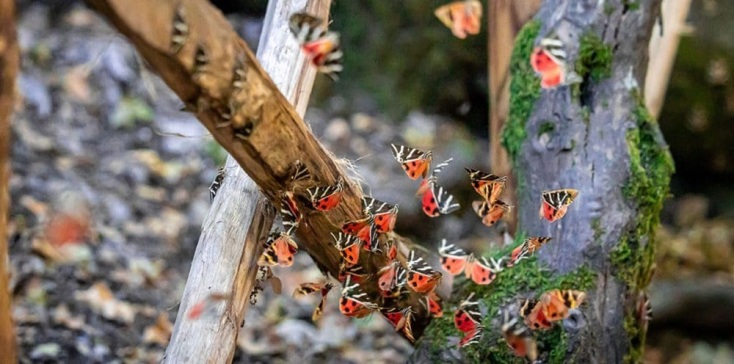Στην Κοιλάδα των Πεταλούδων, Ρόδος