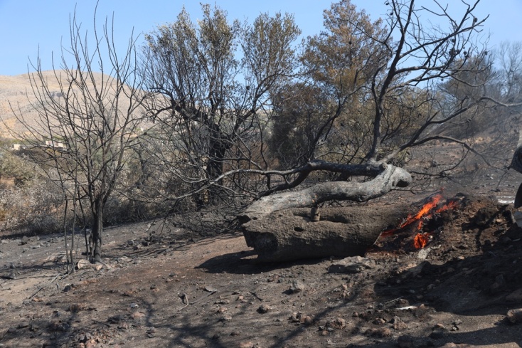Κορμός δέντρου που ακόμα καίγεται
