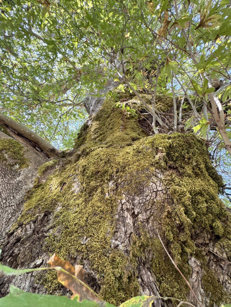 Διπλάτανος Αιτωλοακαρνανία