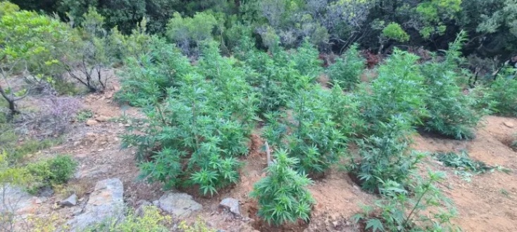 Καλλιεργούσαν Ινδική κάνναβη αξίας 270.000 ευρώ στην Κρήτη - Επιχείρηση της Αστυνομίας με δύο συλλήψεις