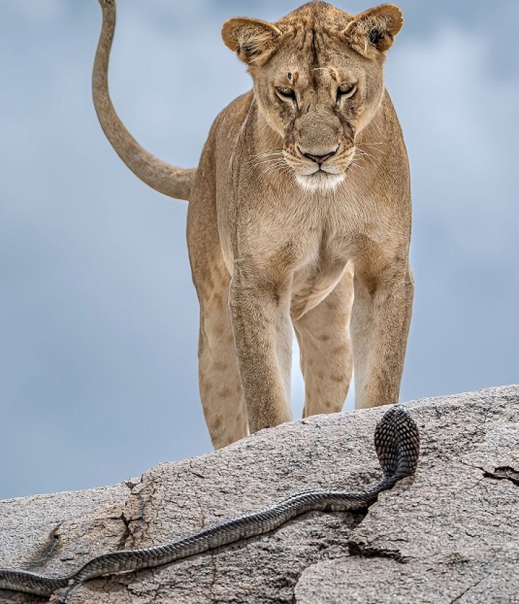 Wildlife Photographer of the Year 2025: Οι δέκα καλύτερες φωτογραφίες μέχρι τώρα