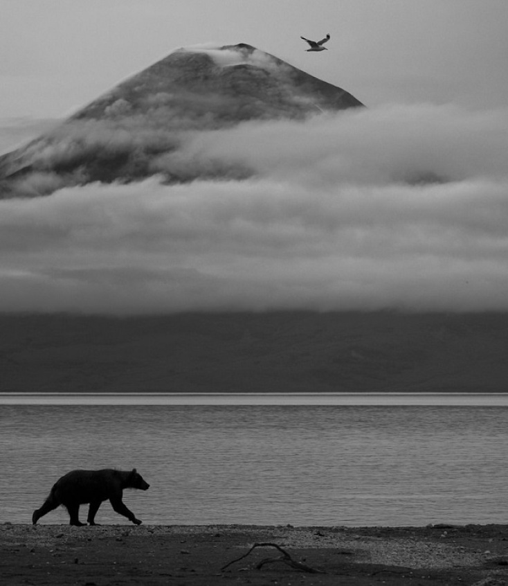 Wildlife Photographer of the Year 2025: Οι δέκα καλύτερες φωτογραφίες μέχρι τώρα
