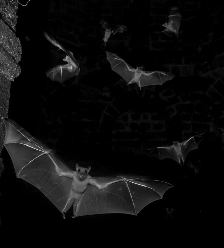 Wildlife Photographer of the Year 2025: Οι δέκα καλύτερες φωτογραφίες μέχρι τώρα