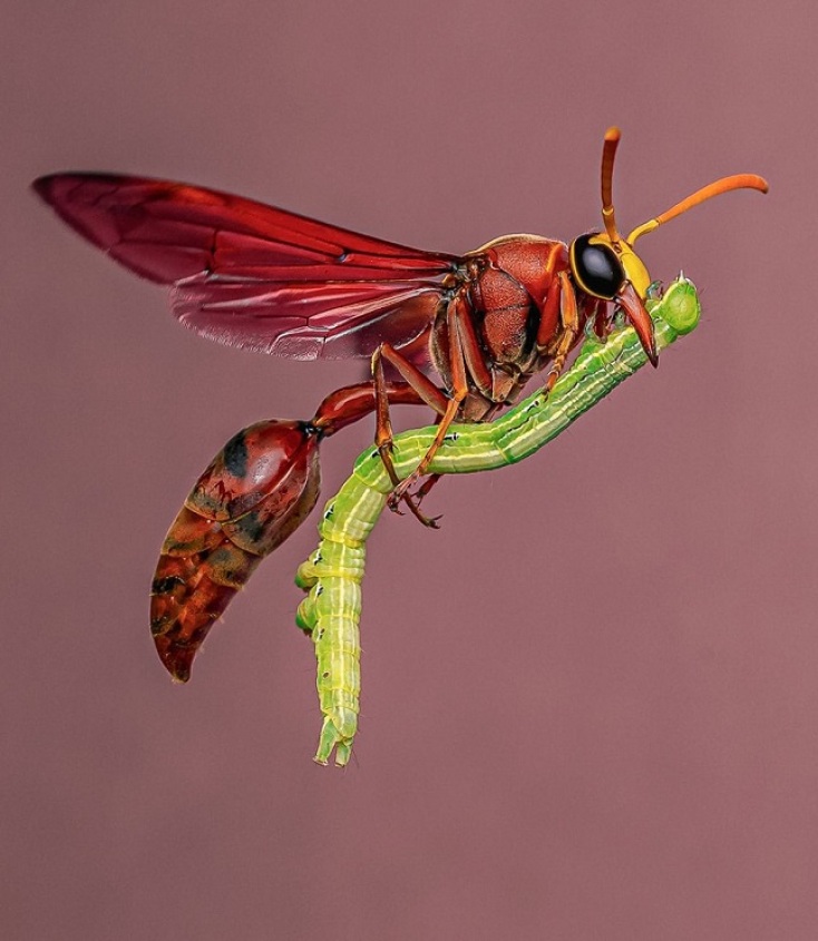 Wildlife Photographer of the Year 2025: Οι δέκα καλύτερες φωτογραφίες μέχρι τώρα