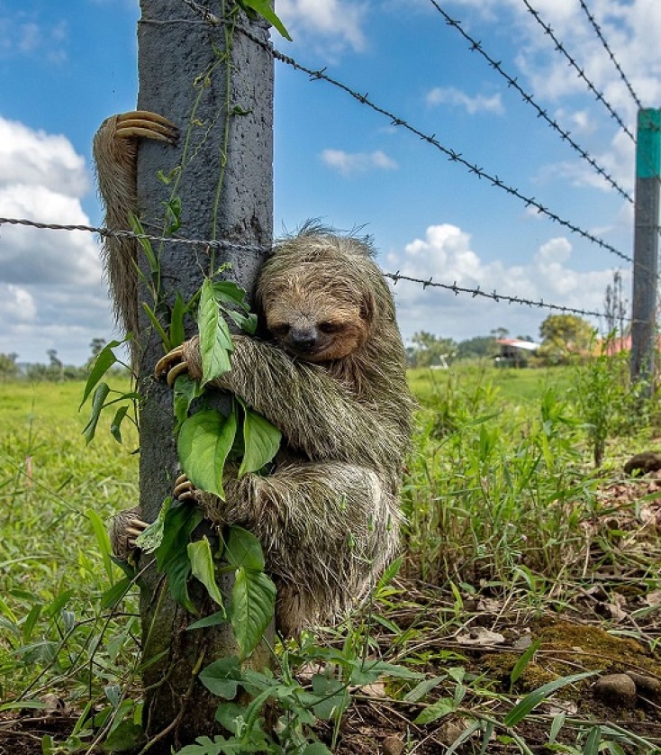 Wildlife Photographer of the Year 2025: Οι δέκα καλύτερες φωτογραφίες μέχρι τώρα