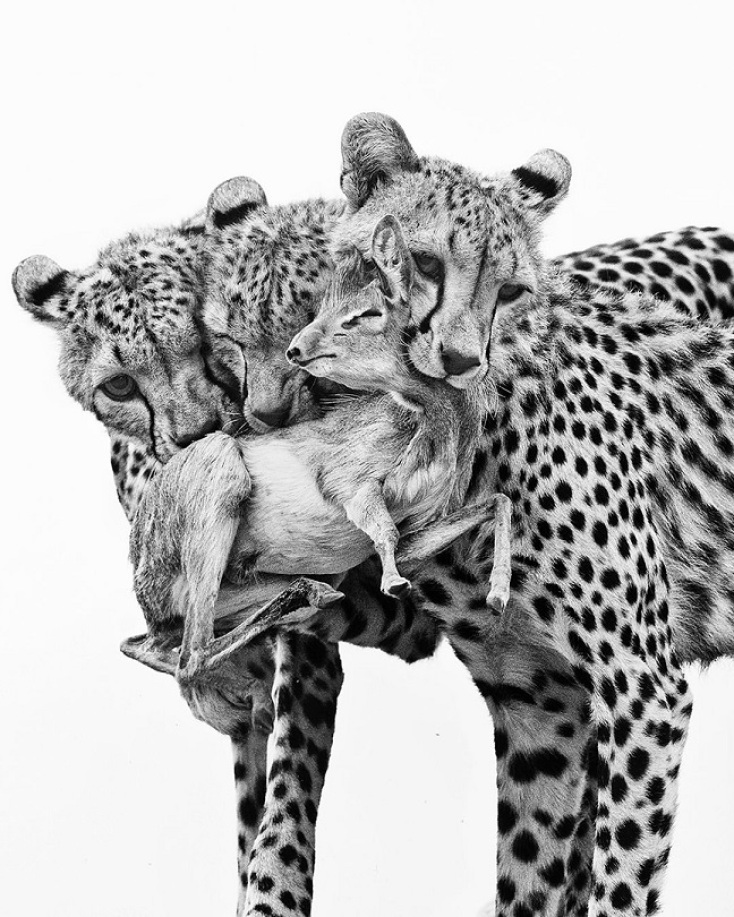 Wildlife Photographer of the Year 2025: Οι δέκα καλύτερες φωτογραφίες μέχρι τώρα