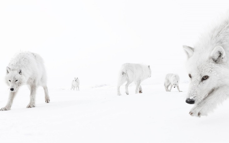 Wildlife Photographer of the Year 2025: Οι δέκα καλύτερες φωτογραφίες μέχρι τώρα