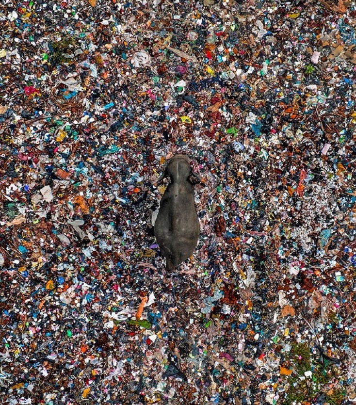 Wildlife Photographer of the Year 2025: Οι δέκα καλύτερες φωτογραφίες μέχρι τώρα