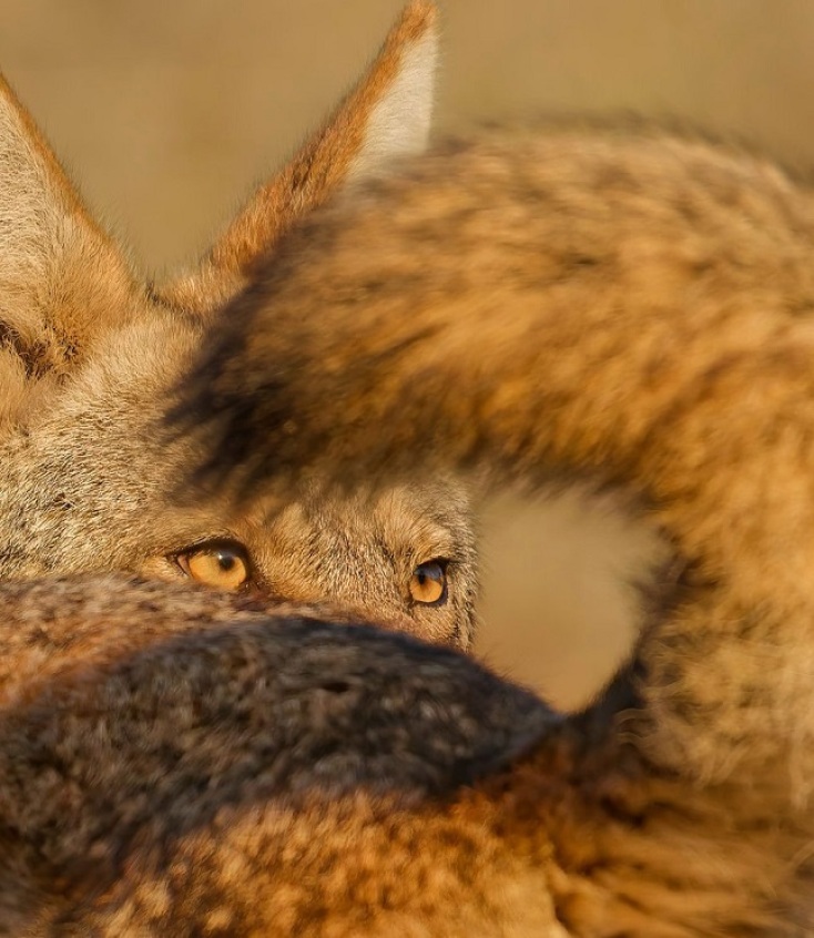 Wildlife Photographer of the Year 2025: Οι δέκα καλύτερες φωτογραφίες μέχρι τώρα