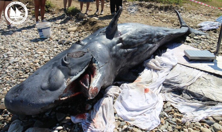 Νεαρός φυσητήρας εκβράστηκε νεκρός στη Σάμο