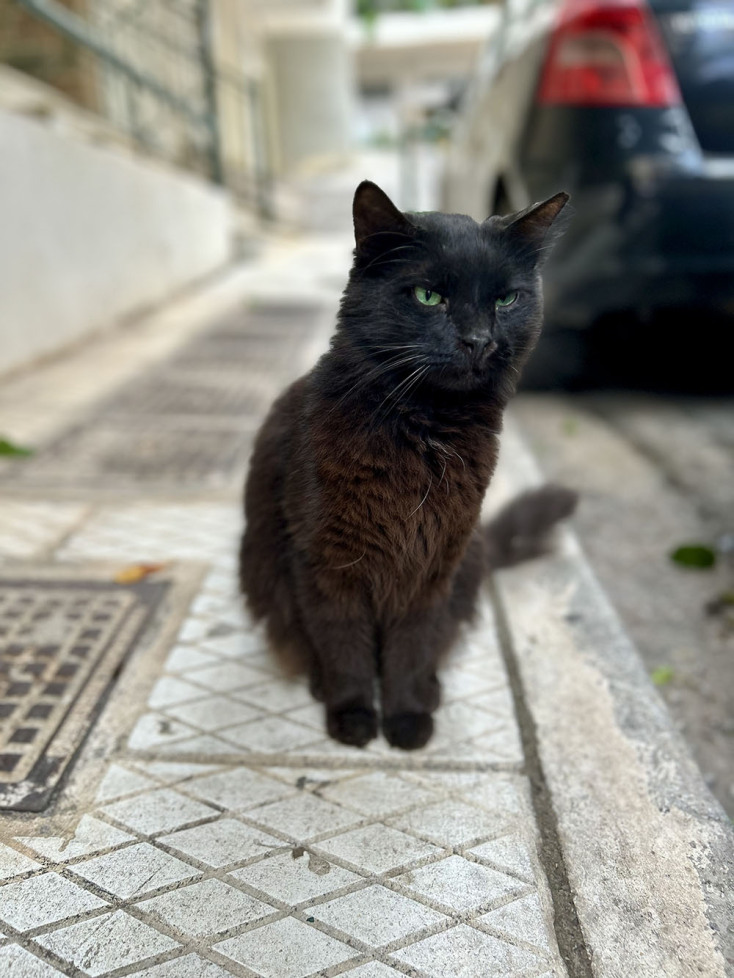 Οι γάτες της Αθήνας