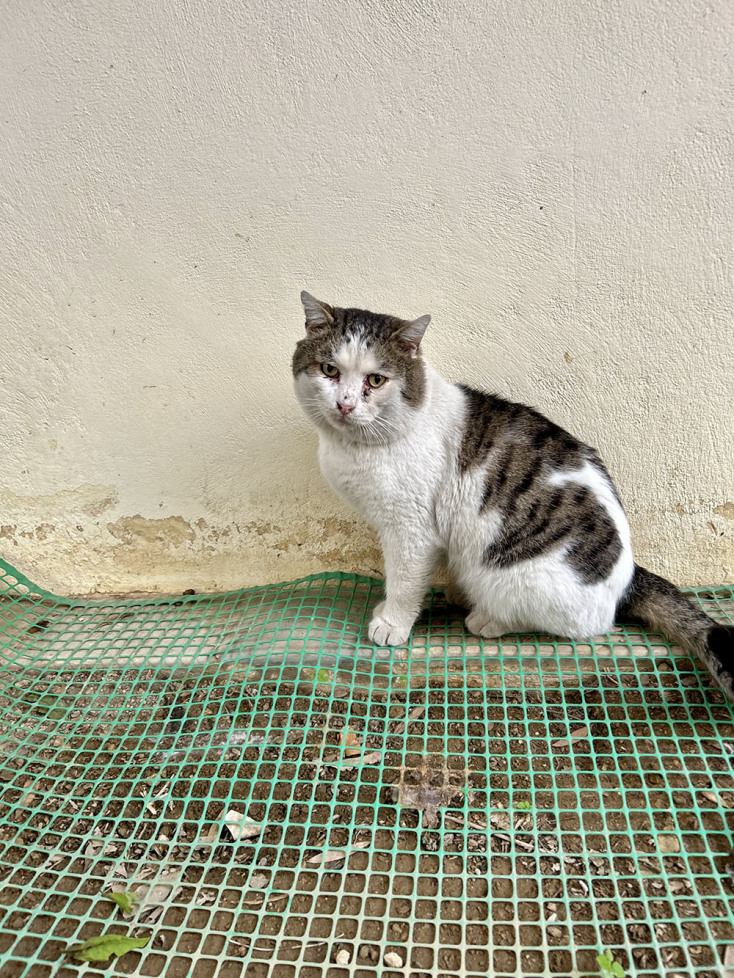 Οι γάτες της Αθήνας