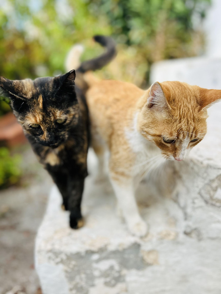 Οι γάτες της Αθήνας