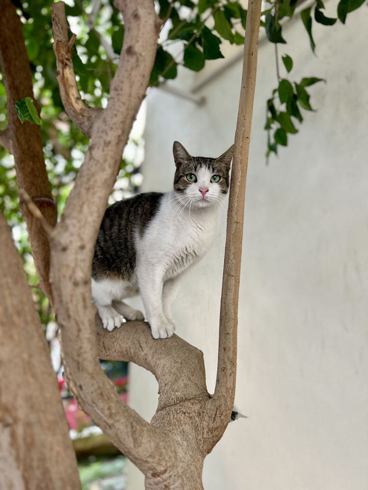 Οι γάτες της Αθήνας