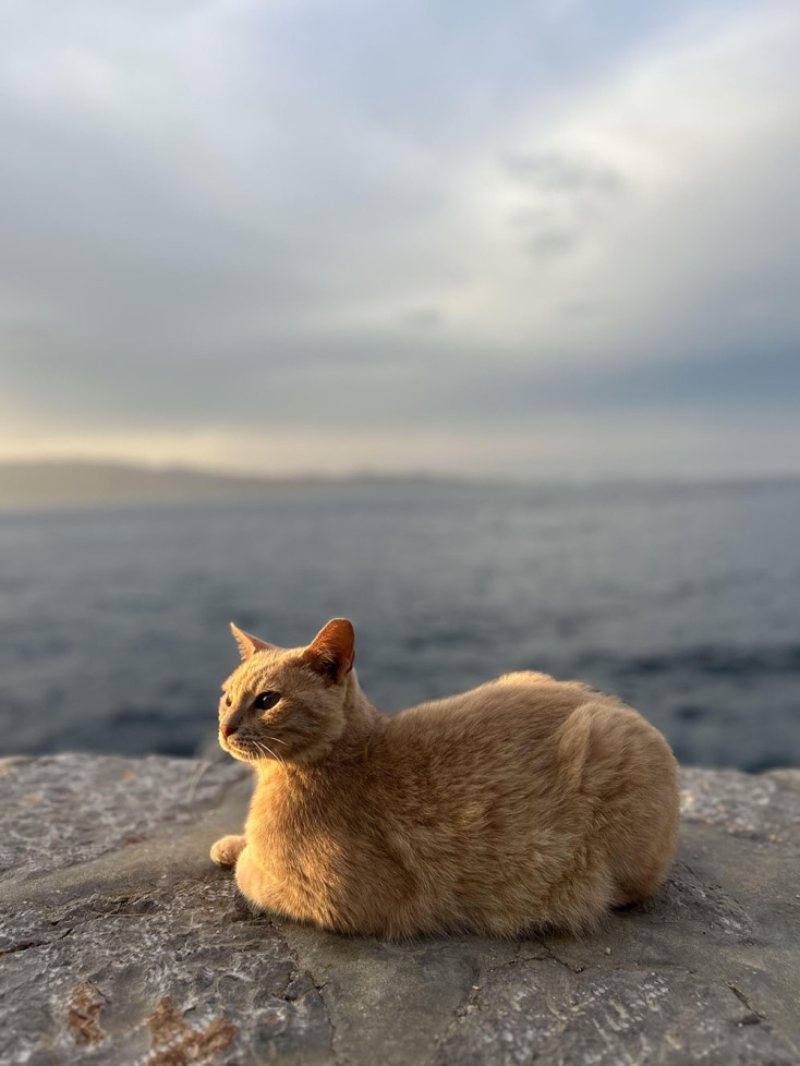 Οι γάτες της Αθήνας