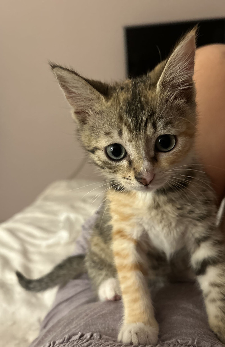 Οι γάτες της Αθήνας