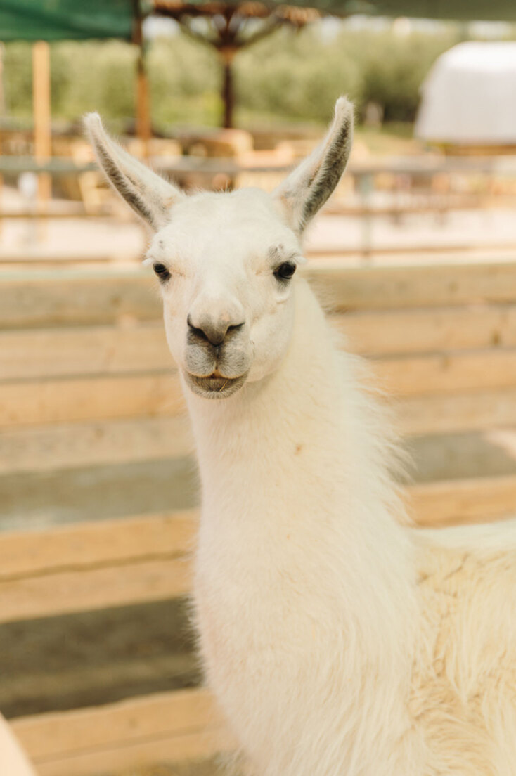 Άμπελος Βοχαϊκού: Η φάρμα με τα διασωσμένα ζώα