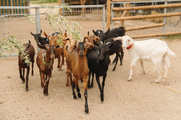 Άμπελος Βοχαϊκού: Η φάρμα με τα διασωσμένα ζώα