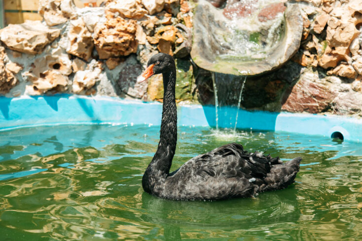 Άμπελος Βοχαϊκού: Η φάρμα με τα διασωσμένα ζώα