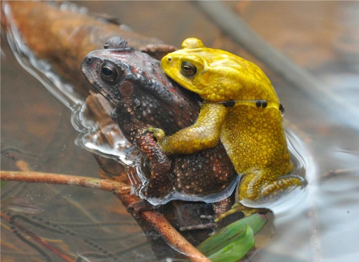 Ασιατικοί κοινοί φρύνοι του είδους Duttaphrynus melanostictus