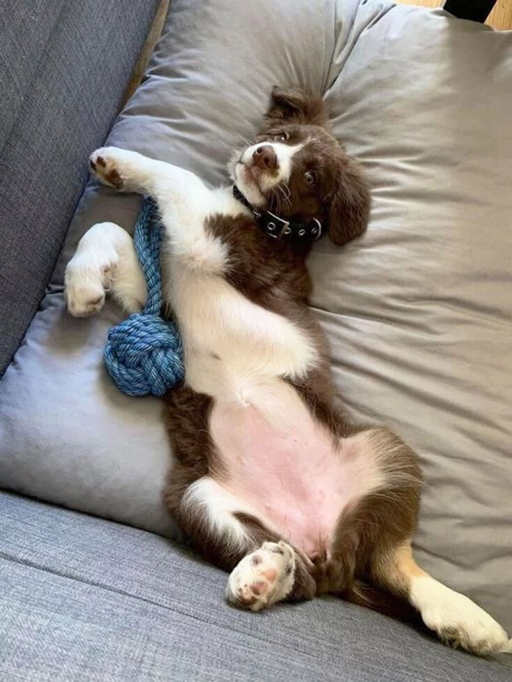 Η Ρόξι | Η σκυλίτσα της Καρολάιν Κράουτς