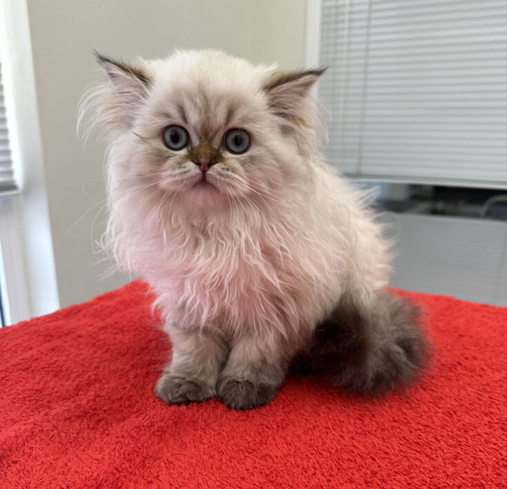 Η σηµασία των τακτικών κτηνιατρικών επισκέψεων για τη γάτα σας