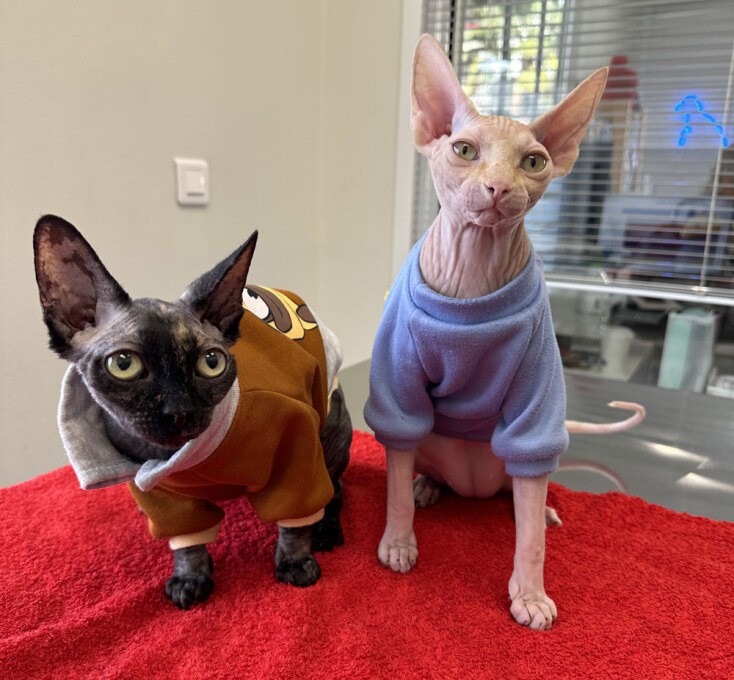 Η σηµασία των τακτικών κτηνιατρικών επισκέψεων για τη γάτα σας