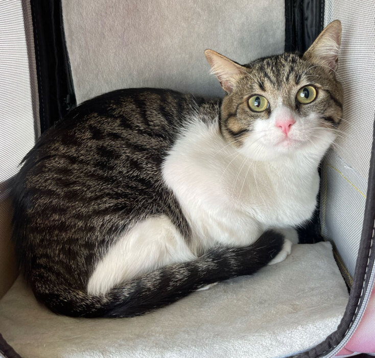 Η σηµασία των τακτικών κτηνιατρικών επισκέψεων για τη γάτα σας