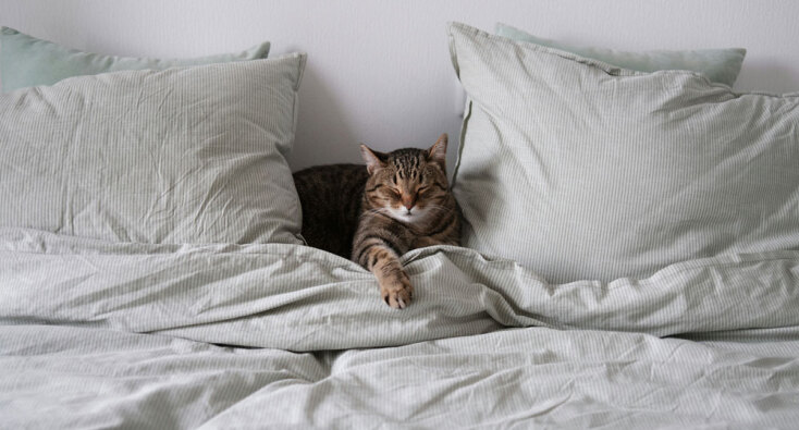 Γάτες και σκύλοι