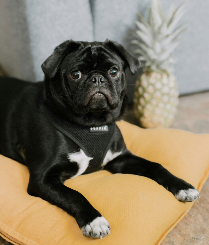 Γάτες και σκύλοι