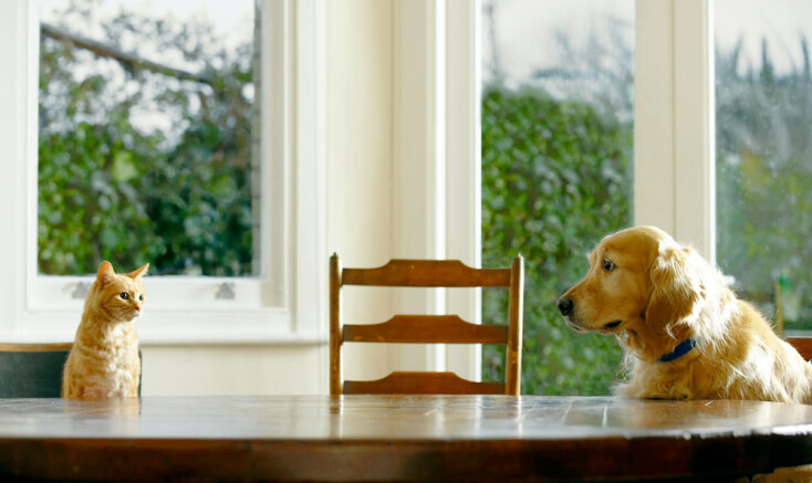 Γάτες και σκύλοι