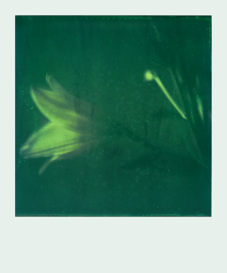 Ελισάβετ Μωράκη, Untitled