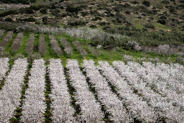 Μαγική εικόνα από τις ανθισμένες αμυγδαλιές στη Λάρισα
