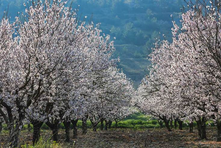 Οι ανθισμένες αμυγδαλιές δεσπόζουν στον θεσσαλικό κάμπο