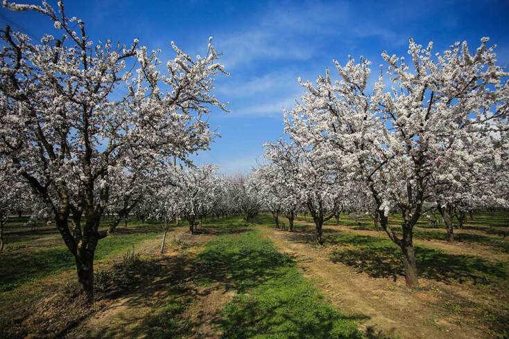 Οι ανθισμένες αμυγδαλιές ομορφαίνουν τον κάμπο στη Λάρισα