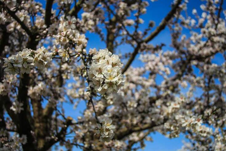 Γέμισαν άνθη τα κλαδιά στις αμυγδαλιές