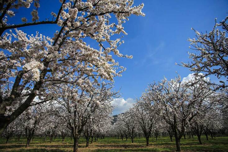 Εντυπωσιάζουν οι ανθισμένες αμυγδαλιές στη Λάρισα