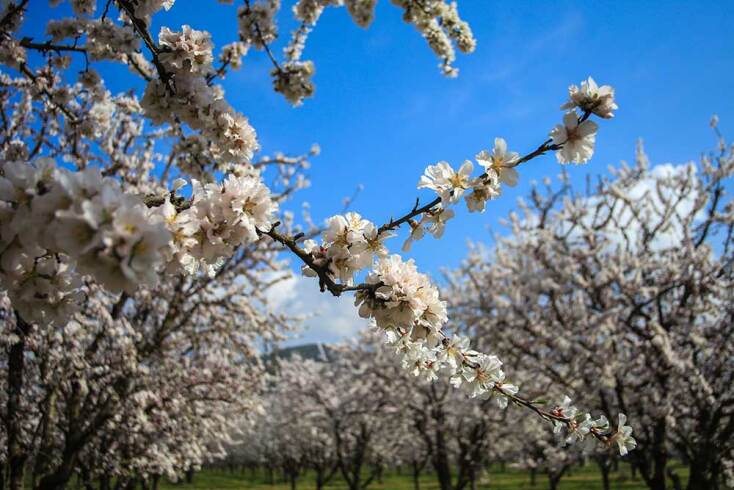 Οι ανθισμένες αμυγδαλιές στη Λάρισα σηματοδοτούν τον ερχομό της Άνοιξης