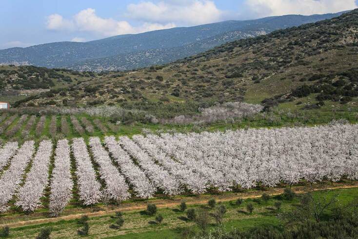 Πανοραμική θέα από τις ανθισμένες αμυγδαλιές στη Θεσσαλία