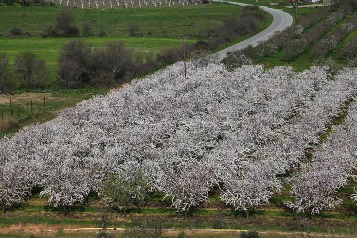 Άνθισε ο κάμπος στη Λάρισα
