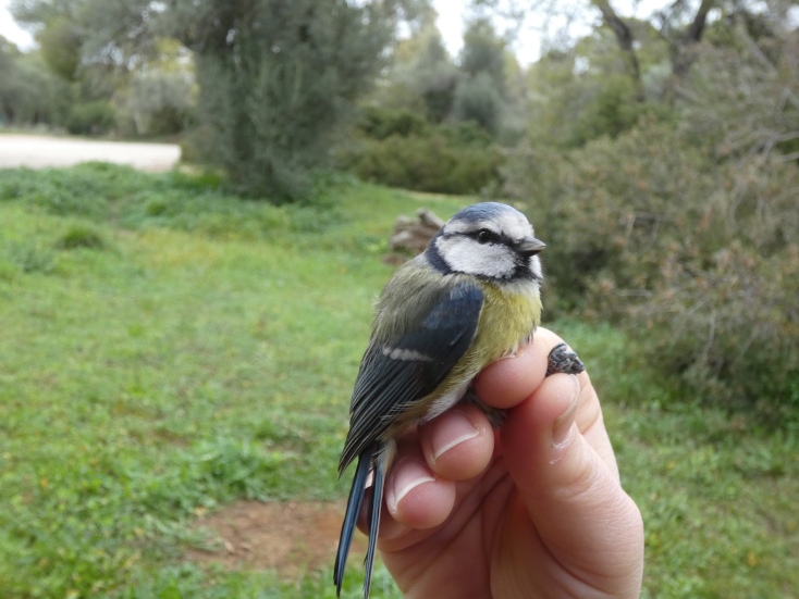Γαλαζοπαπαδίτσα, © Ιωαννίδης
