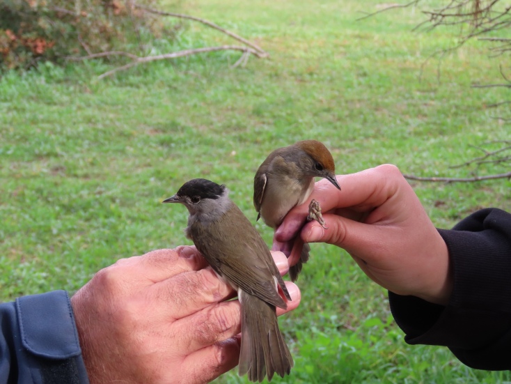 Μαυροσκούφηδες, ζευγάρι © Δημάκη