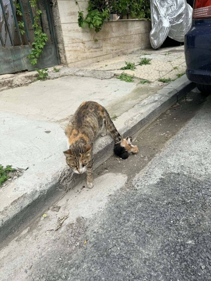 Βόλος: Έδεσαν νεογέννητα γατάκια στην ουρά της μητέρας τους