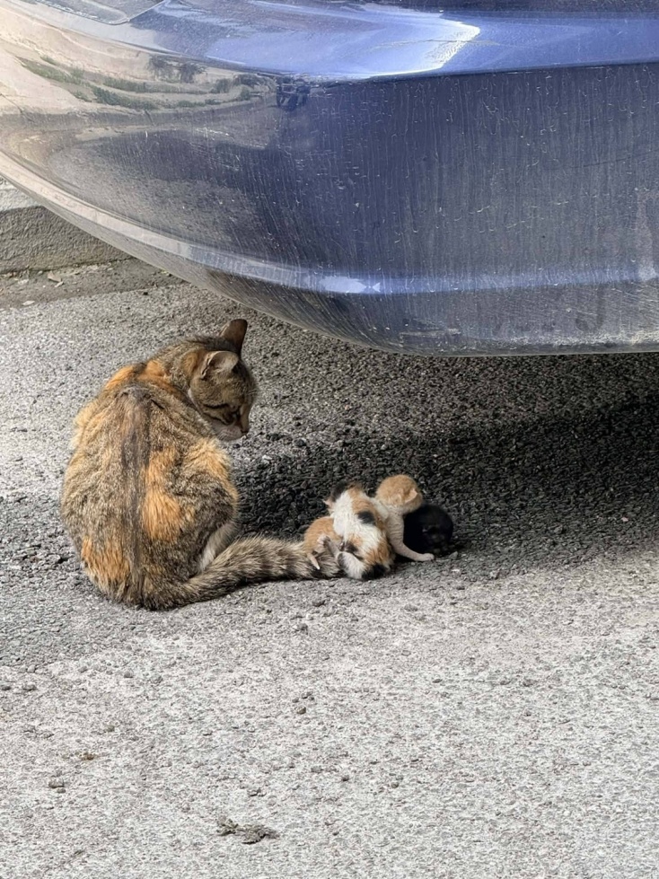 Βόλος: Έδεσαν νεογέννητα γατάκια στην ουρά της μητέρας τους