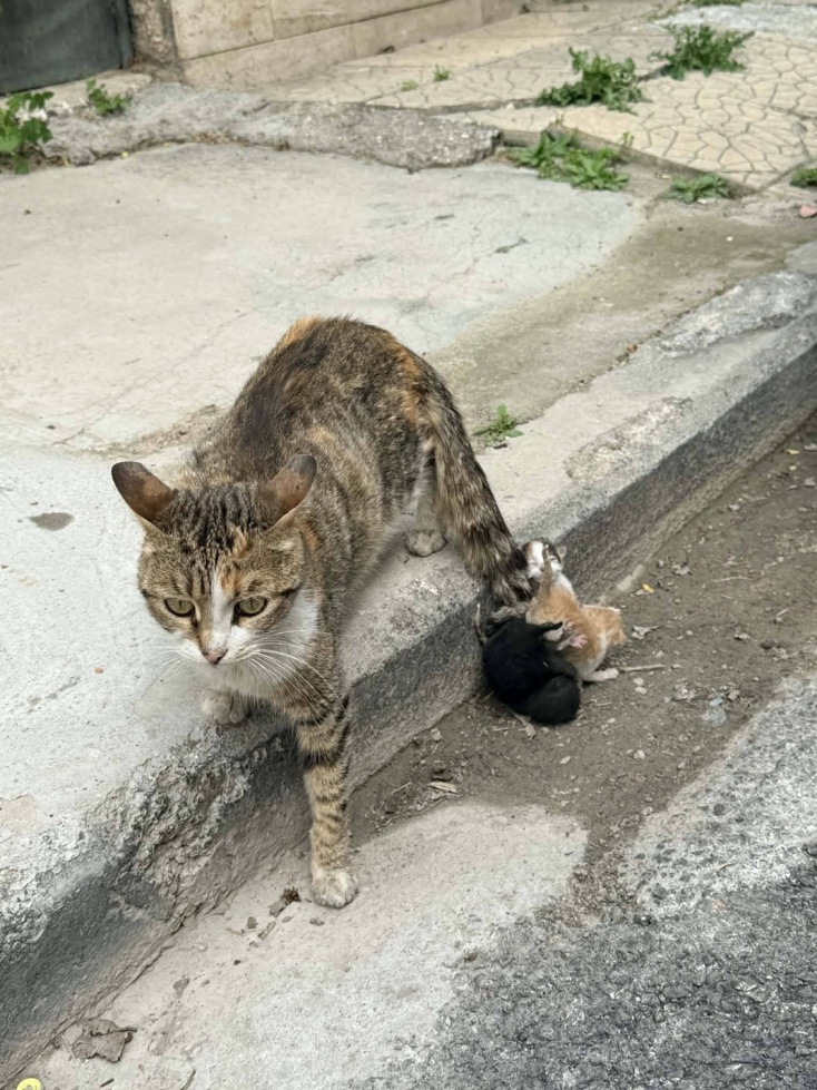 Βόλος: Έδεσαν νεογέννητα γατάκια στην ουρά της μητέρας τους