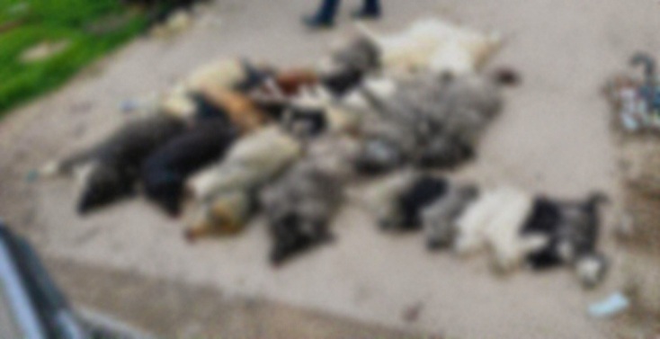 Βαρβαρότητα στη Χαλκιδική: Είκοσι ένα σκυλιά θανατώθηκαν με δηλητηριασμένα δολώματα