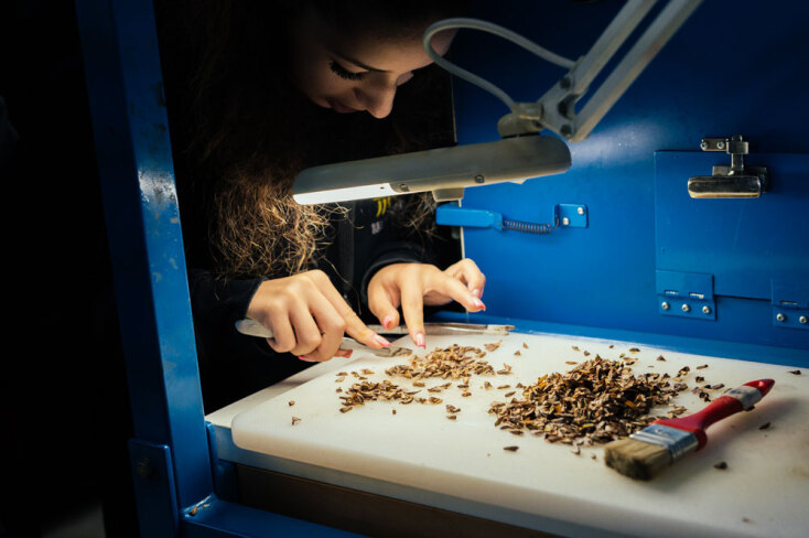 Αναδάσωση της Motor Oil