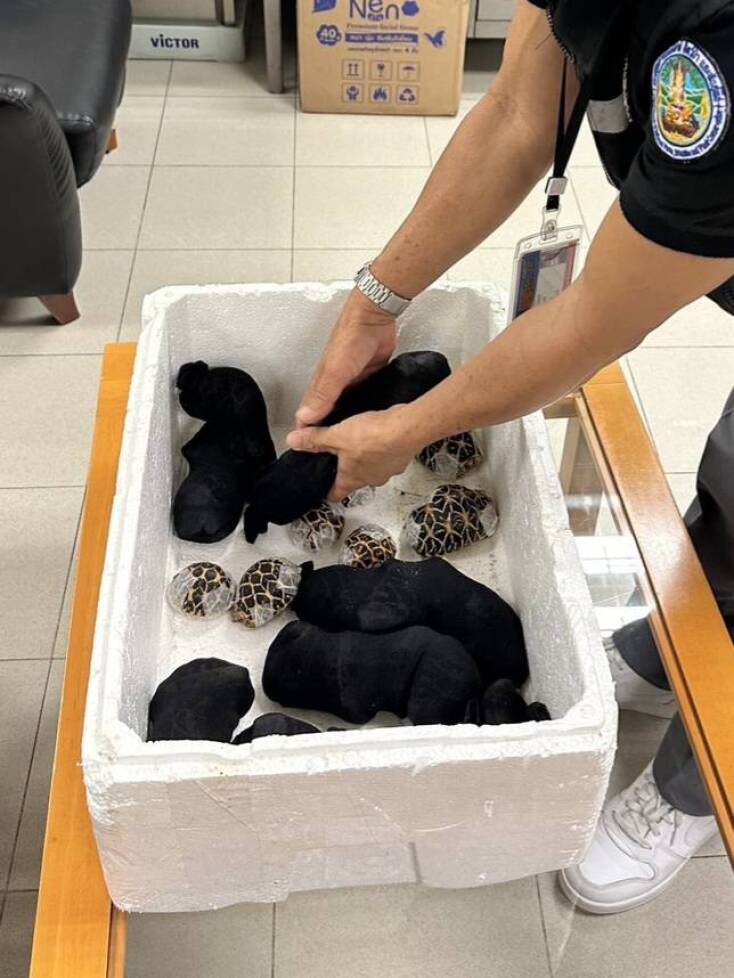Νεαρή Ταϊβανέζα συνελήφθη στο αεροδρόμιο της Μπανγκόκ με 30 σπάνιες χελώνες στα ρούχα της	