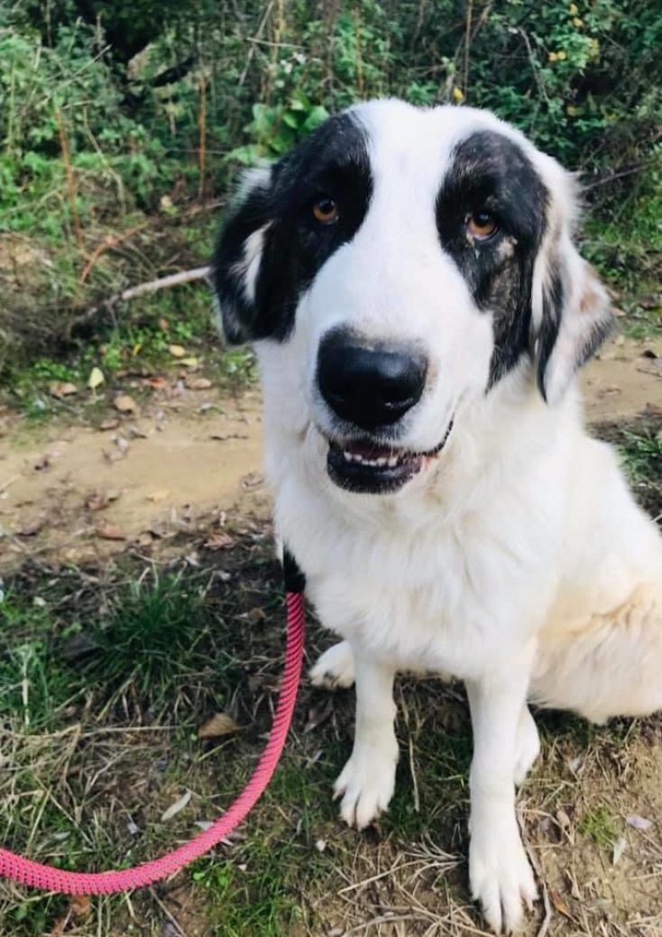 Ελληνικός ποιμενικός 